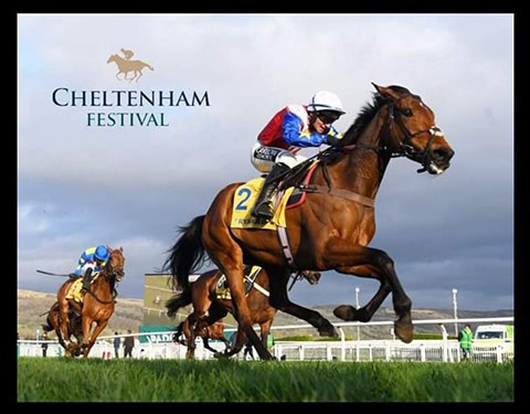 non runner no bet cheltenham festival 2025 – sicher wetten mit bet365